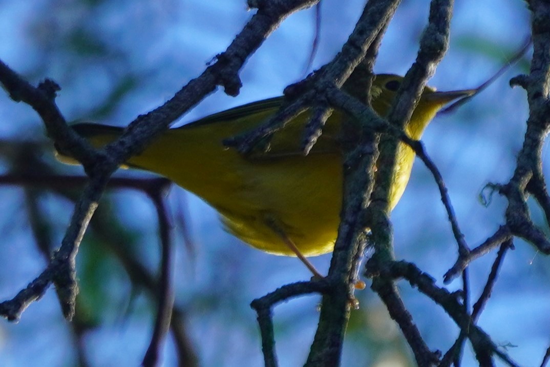 Northern Yellow Warbler - ML646564606