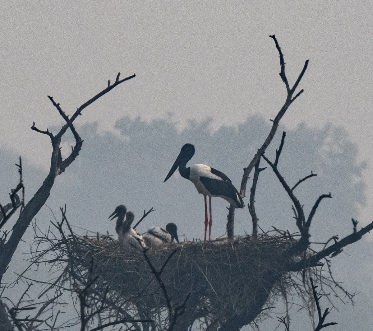 čáp černokrký - ML646564607