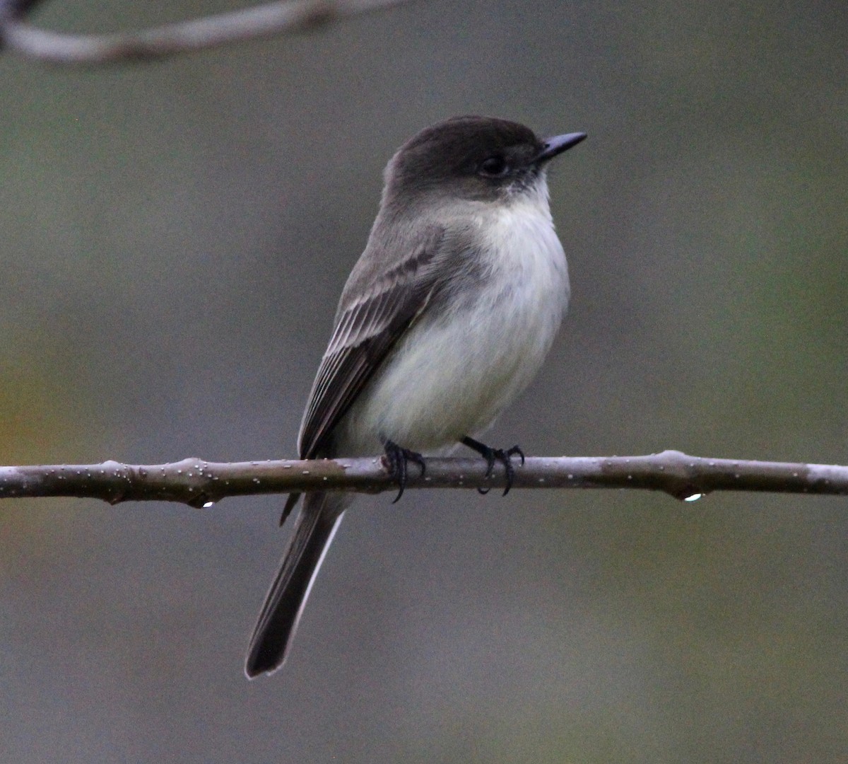 Eastern Phoebe - ML646564608