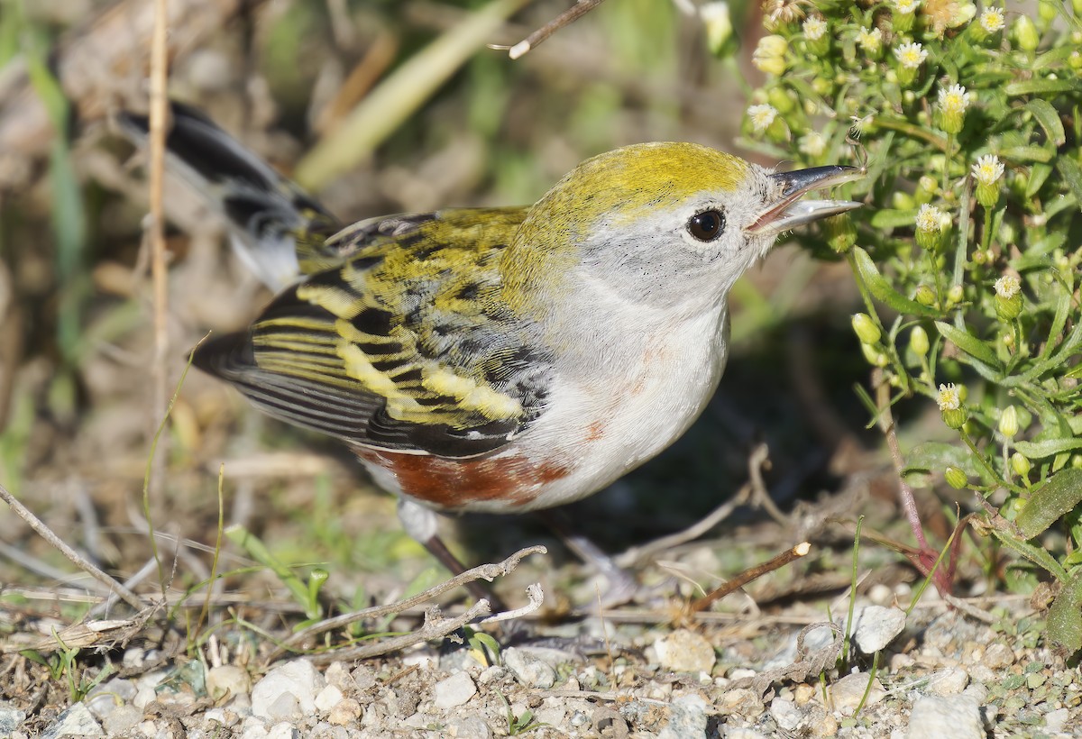 Chestnut-sided Warbler - ML646564609