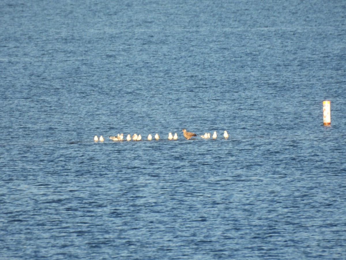 American Herring Gull - ML646564610