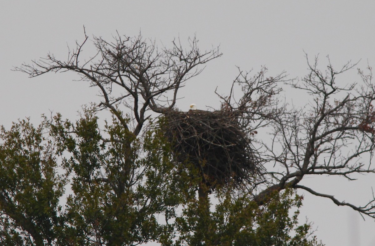 Bald Eagle - ML646564611