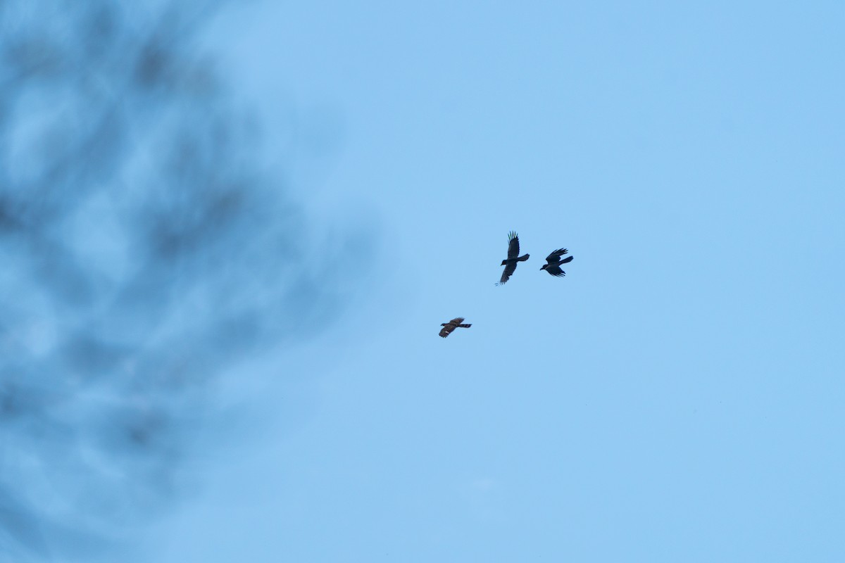 Crested Goshawk - ML646564613