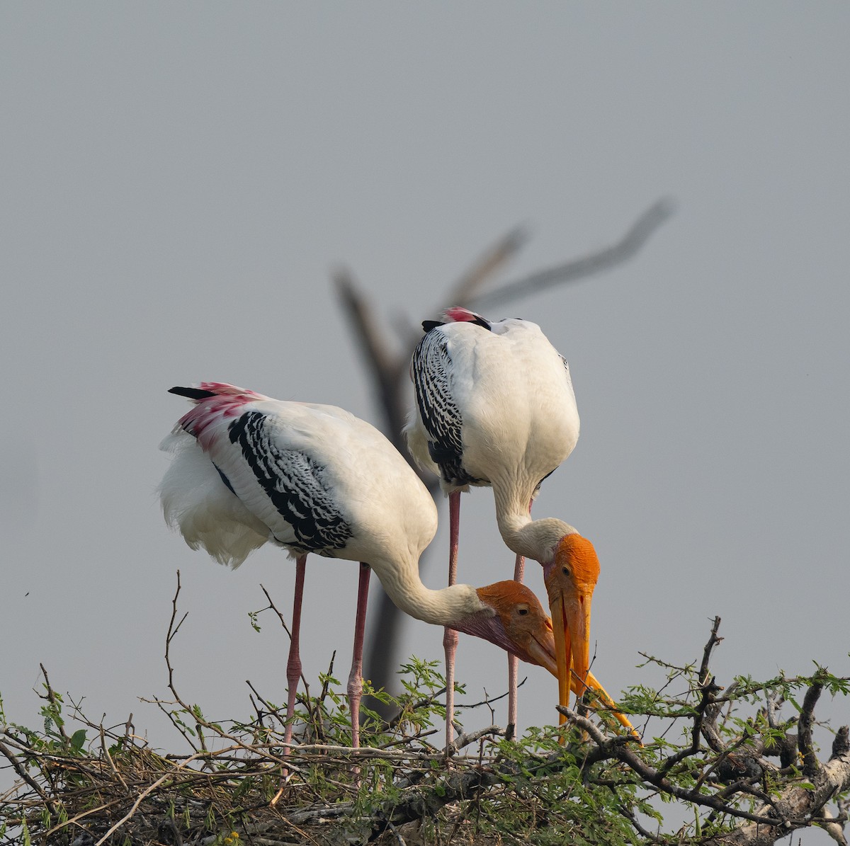 nesyt indický - ML646564615