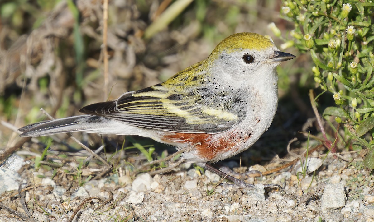 Chestnut-sided Warbler - ML646564616