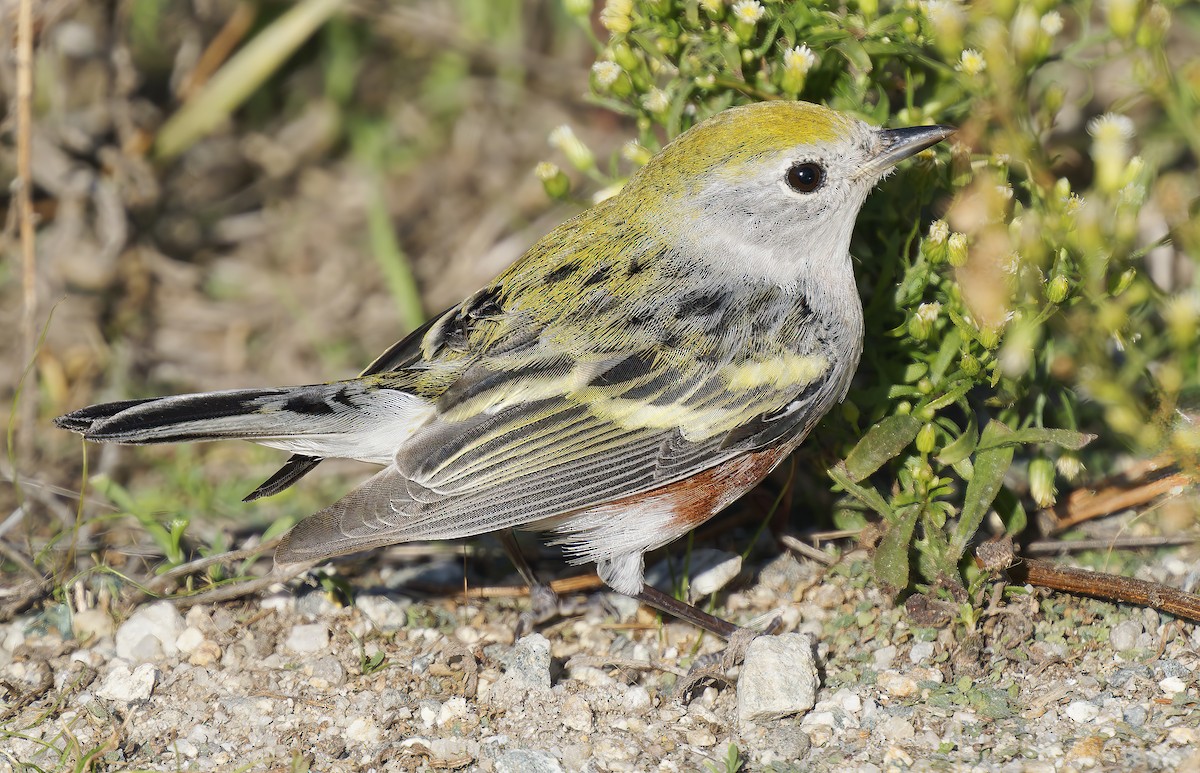 Chestnut-sided Warbler - ML646564617