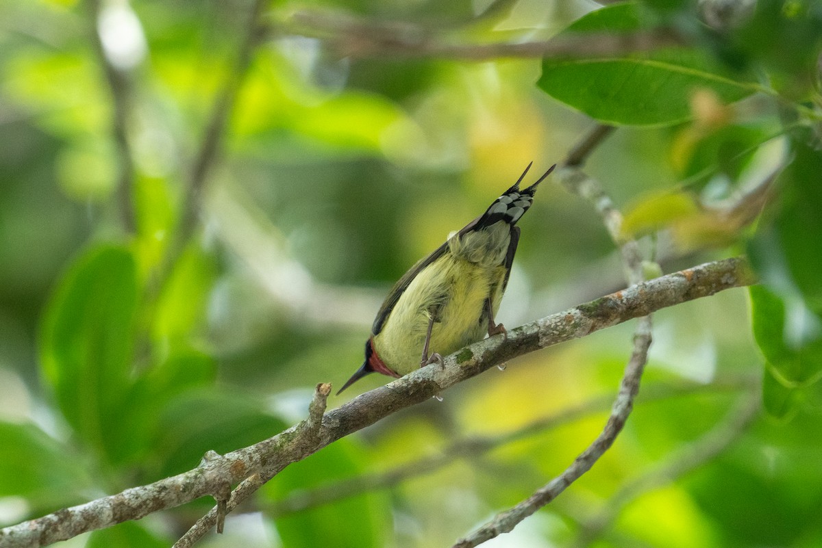 Souimanga de Christina - ML646564619