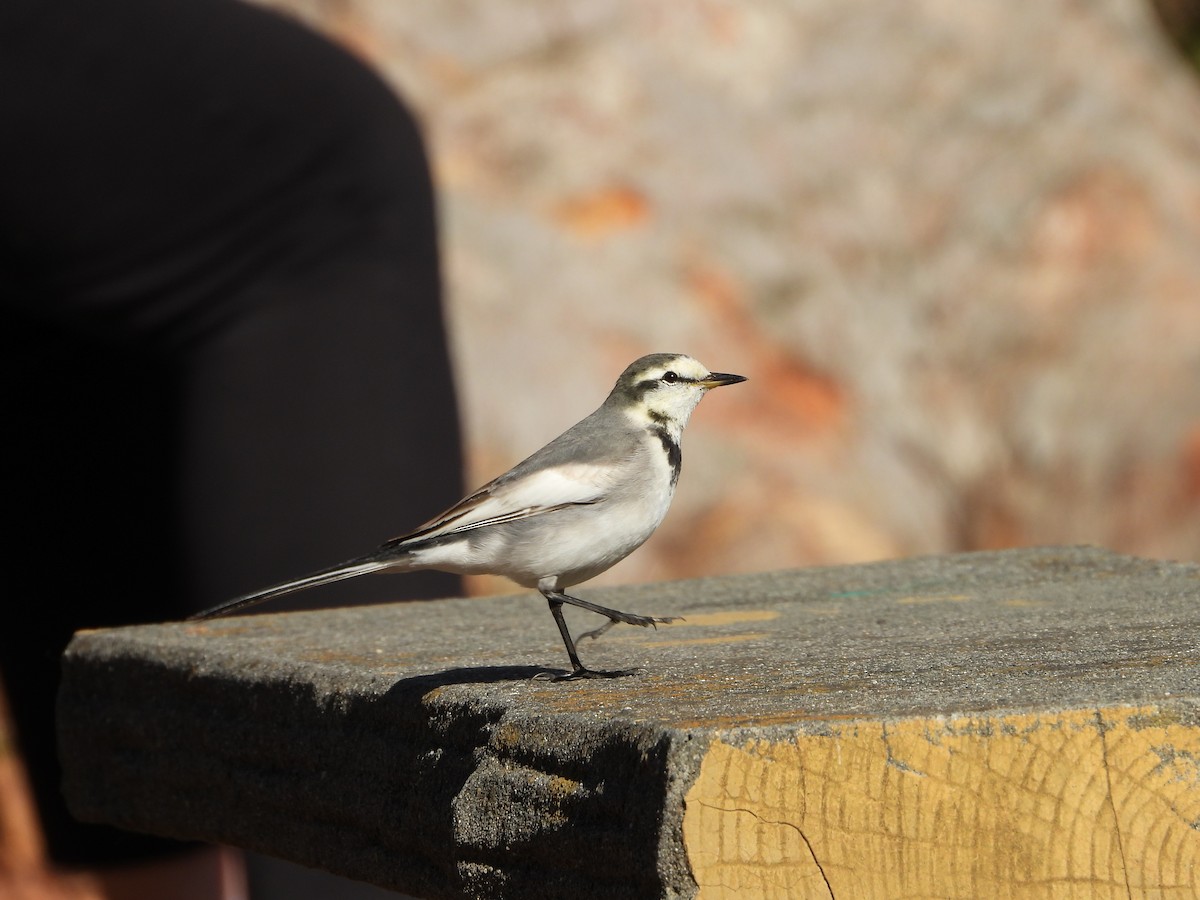 Bergeronnette grise - ML646564622