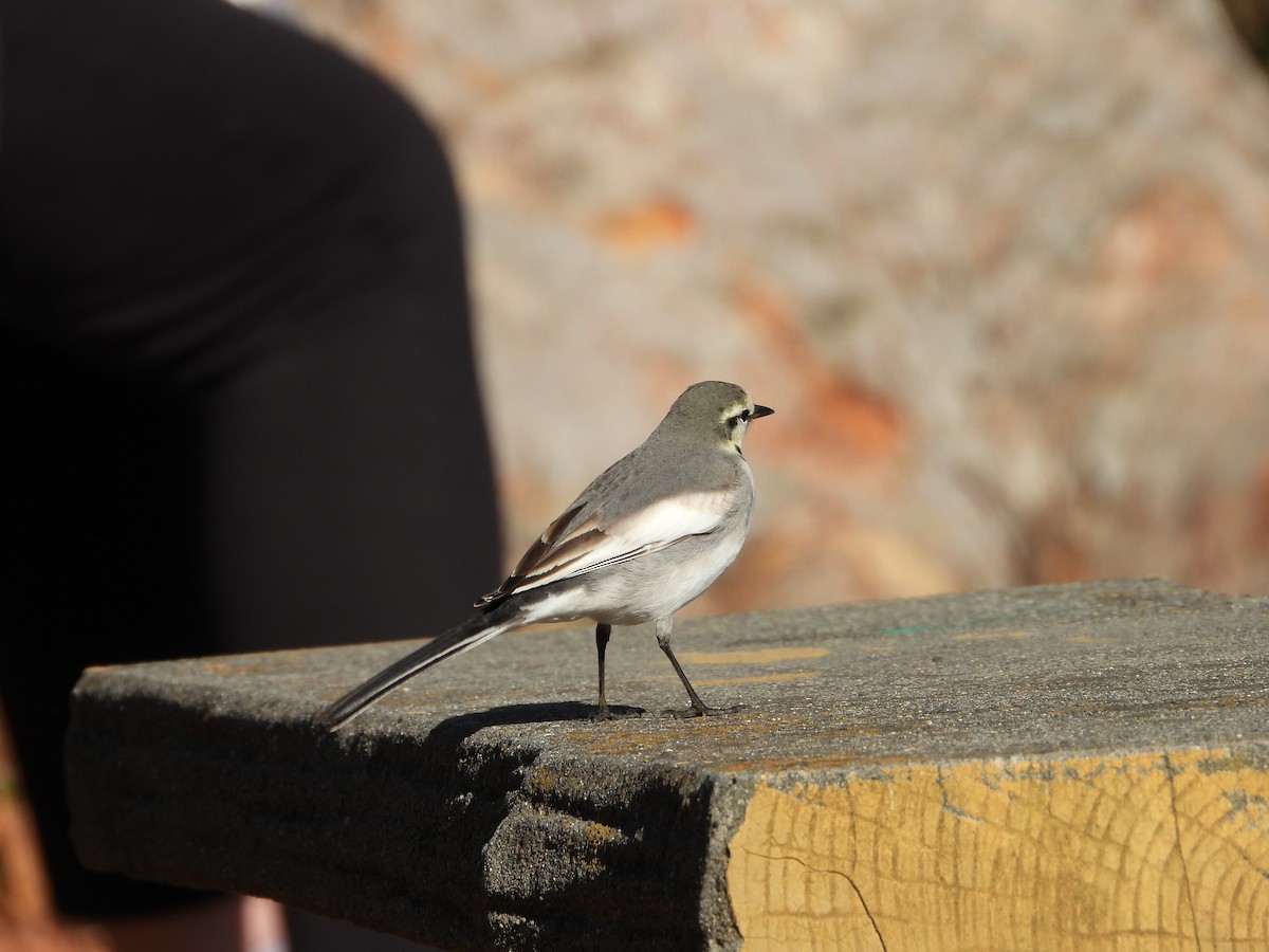 Bergeronnette grise - ML646564623