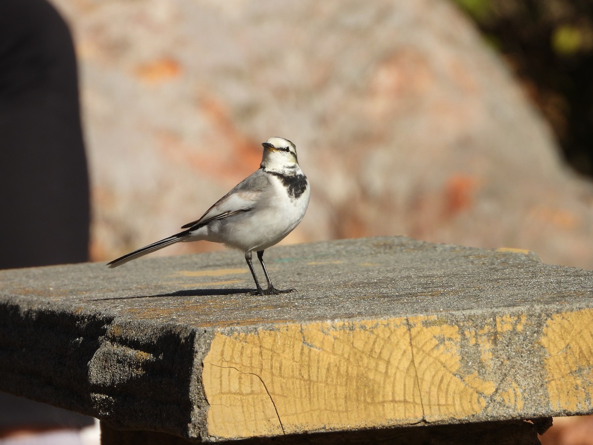 Bergeronnette grise - ML646564624