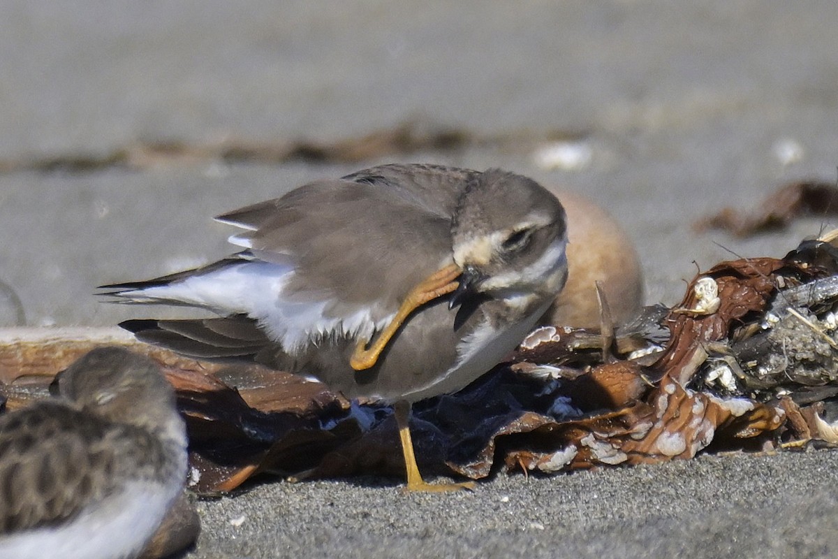 Common Ringed Plover - ML646564625