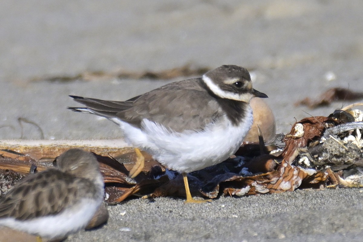 Common Ringed Plover - ML646564626
