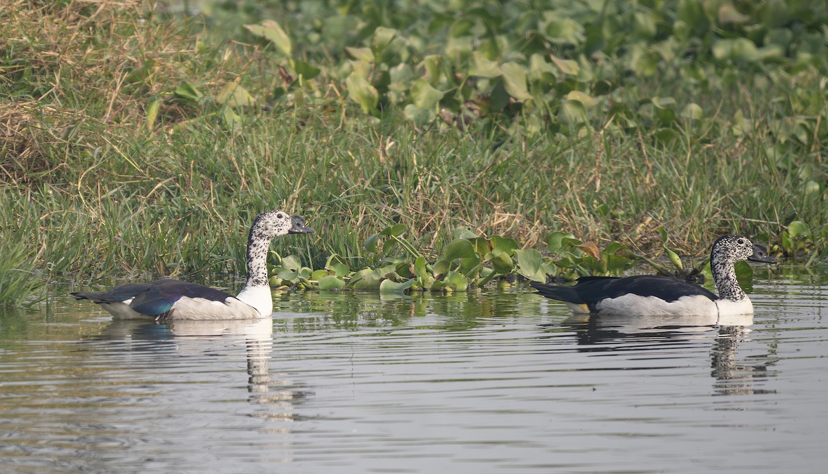 Canard à bosse - ML646564629