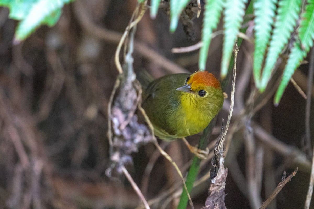 Timalie de Blyth - ML646564630