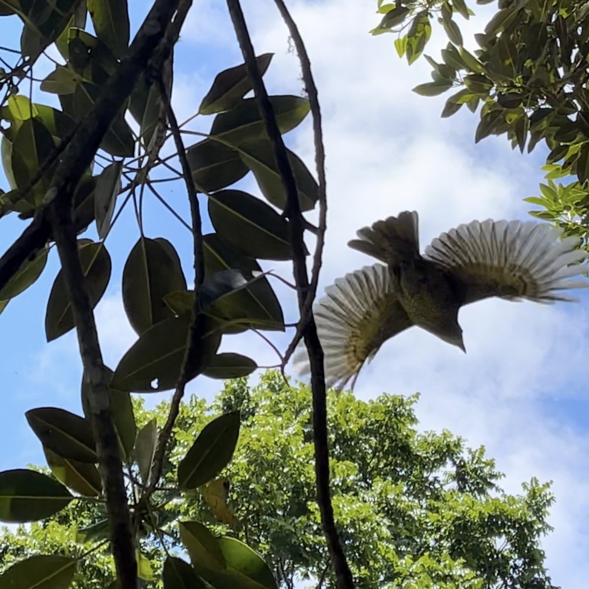 Jardinier satiné - ML646564633