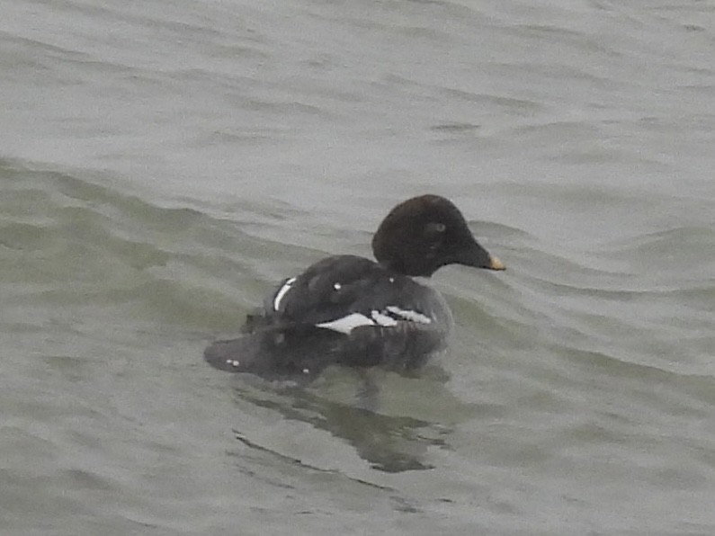 Garrot à oeil d'or - ML646564634