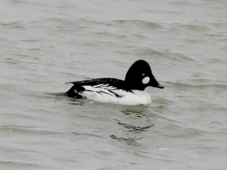 Garrot à oeil d'or - ML646564635