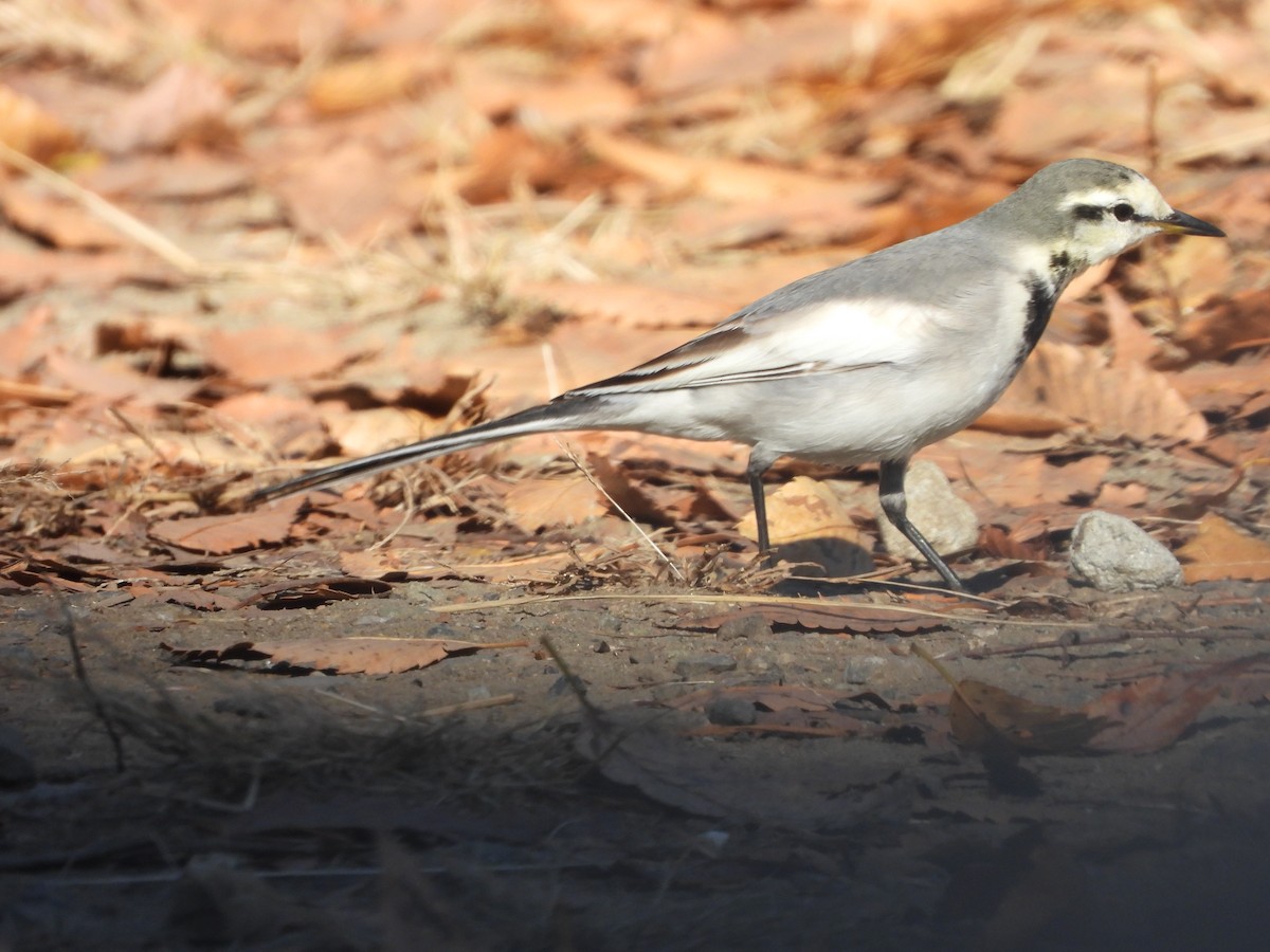 Bergeronnette grise - ML646564637