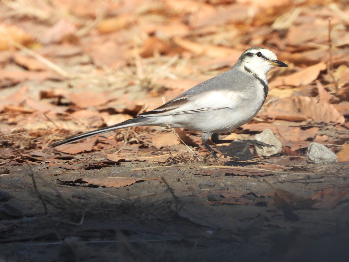 Bergeronnette grise - ML646564638