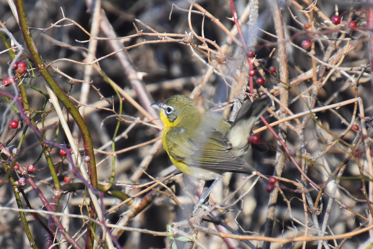 Ictérie polyglotte - ML646564639