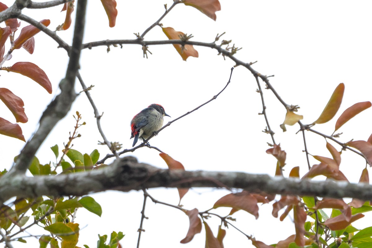Dicée à dos rouge - ML646564641