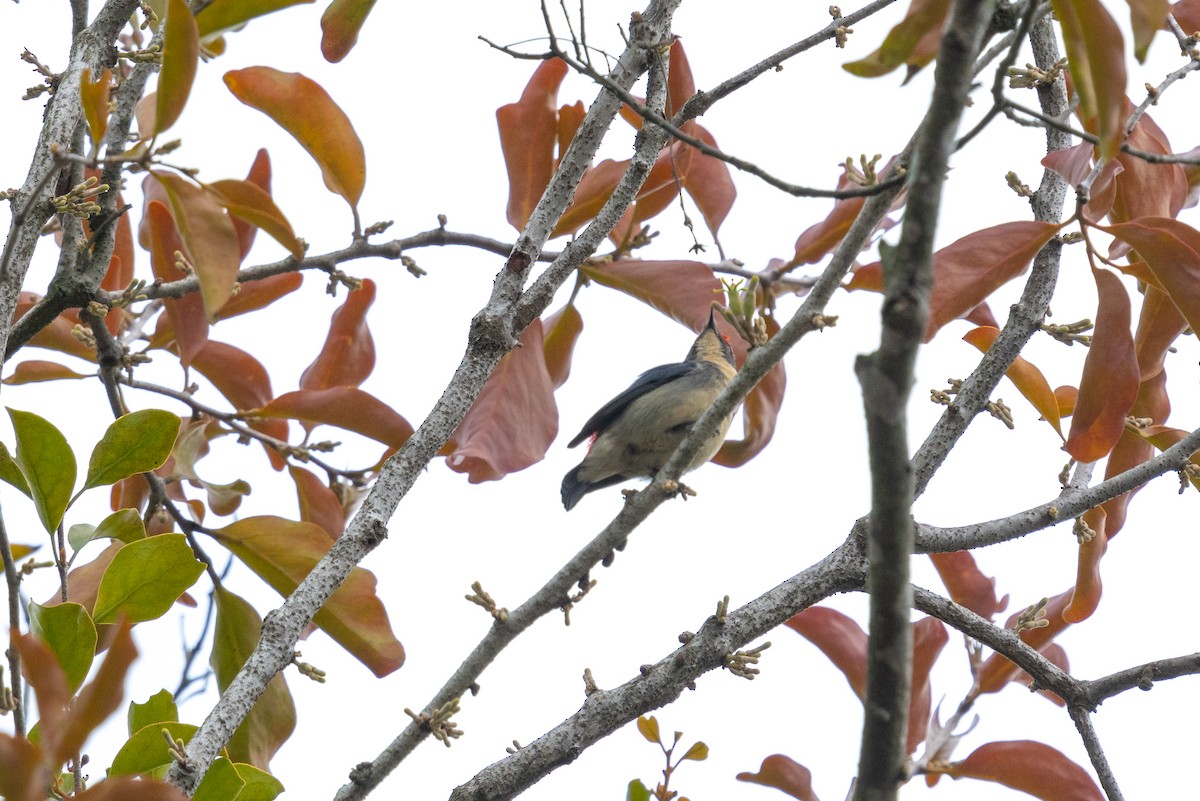 Dicée à dos rouge - ML646564642