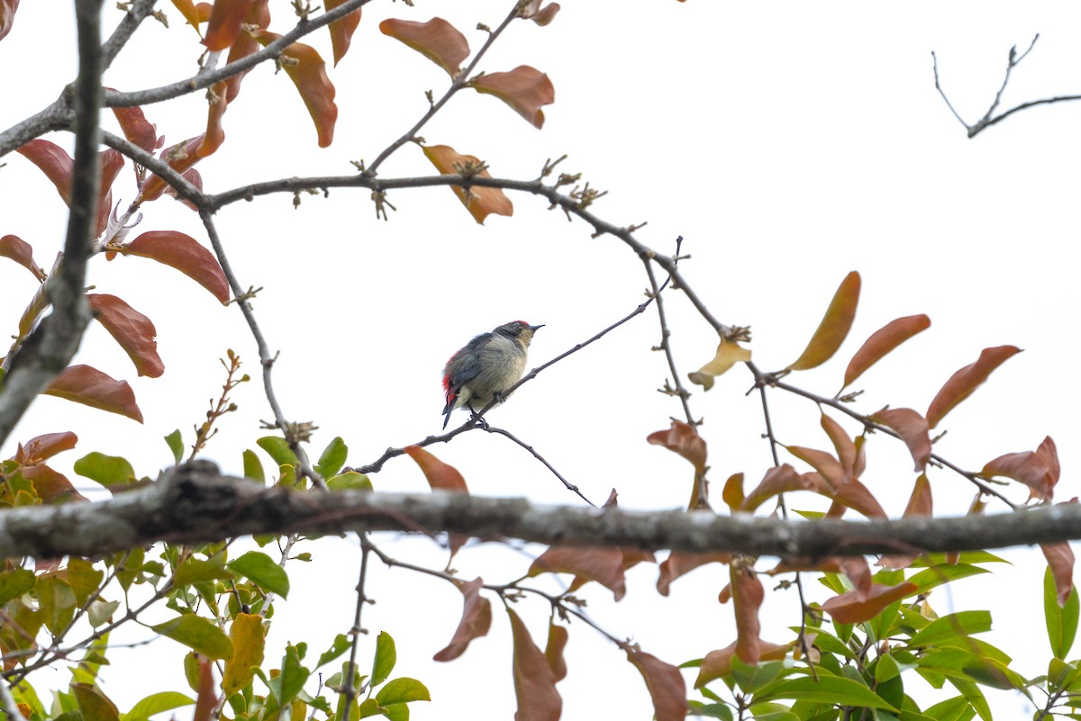 Dicée à dos rouge - ML646564643