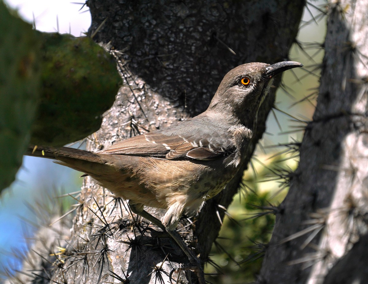 Moqueur à bec courbe - ML646564644
