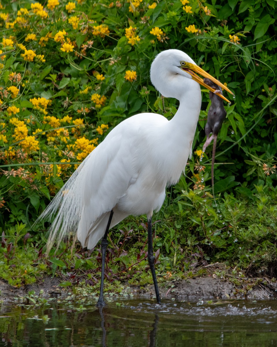 Grande Aigrette - ML646564645