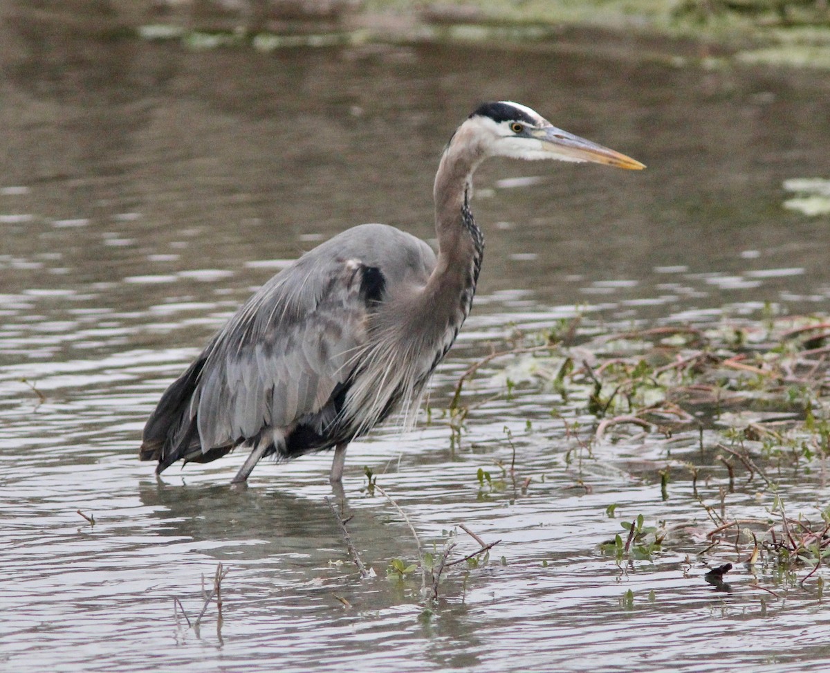 Grand Héron - ML646564646