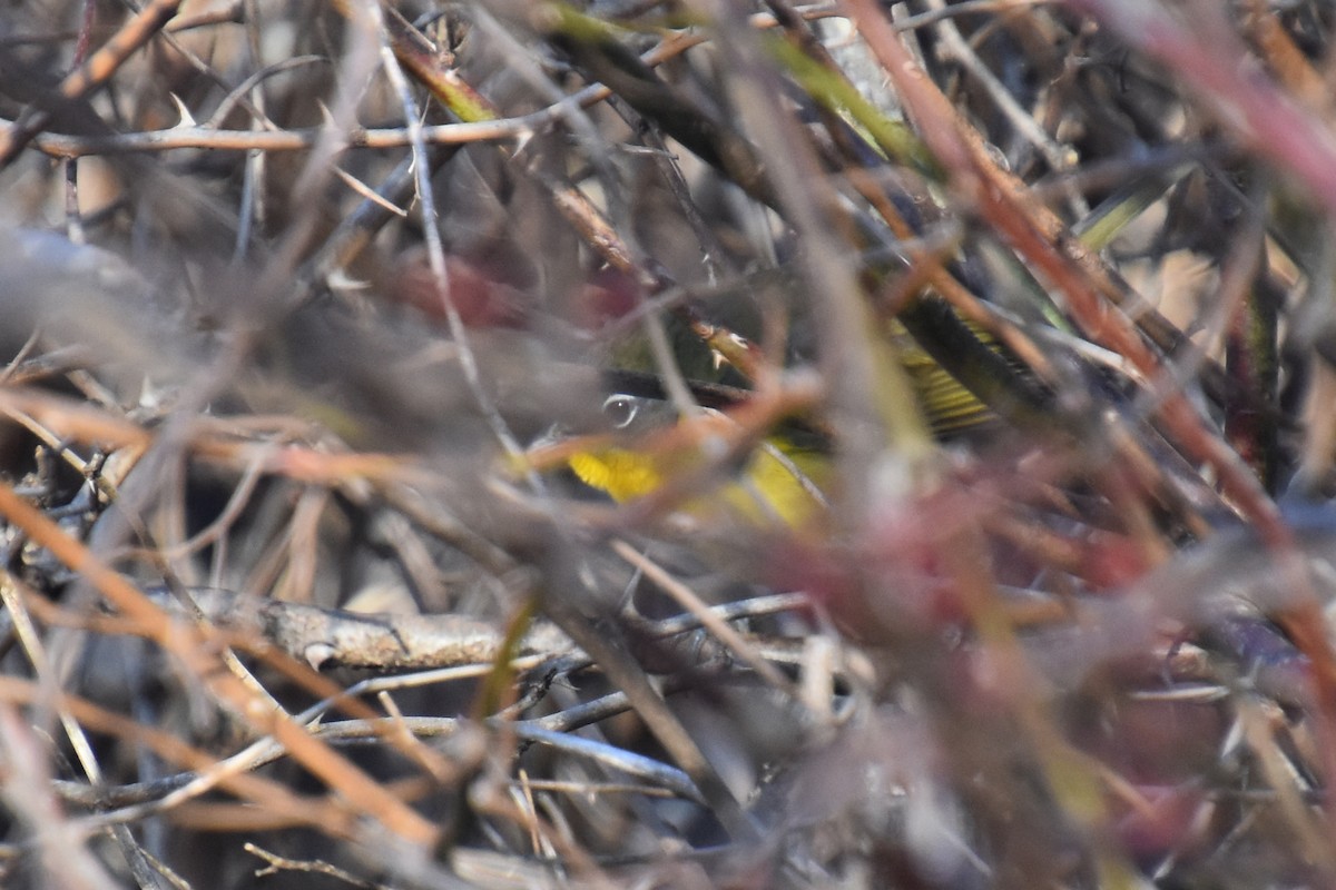 Ictérie polyglotte - ML646564647