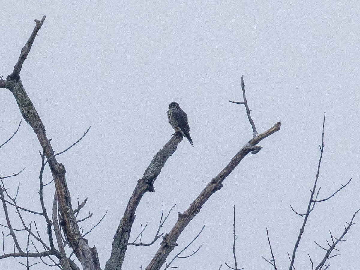 Faucon émerillon - ML646564648