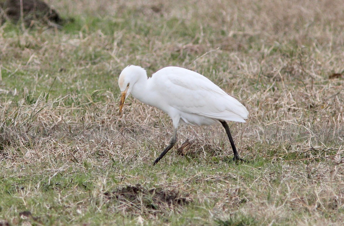 Héron garde-boeufs - ML646564649