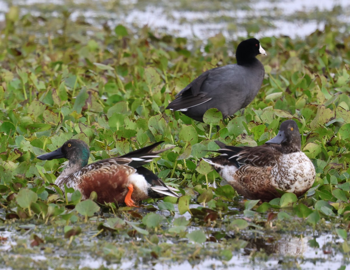 Canard souchet - ML646564650