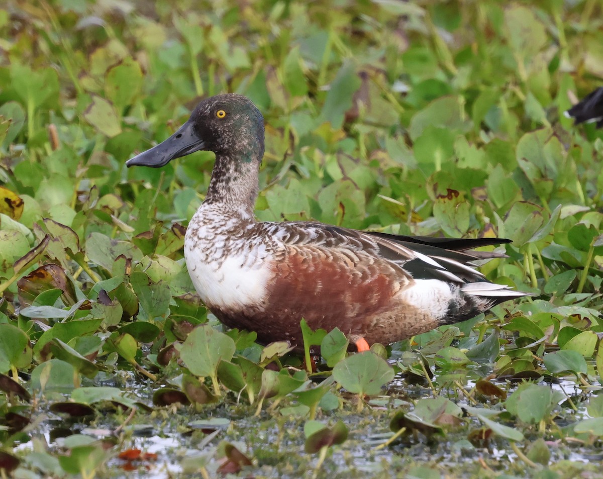 Canard souchet - ML646564651