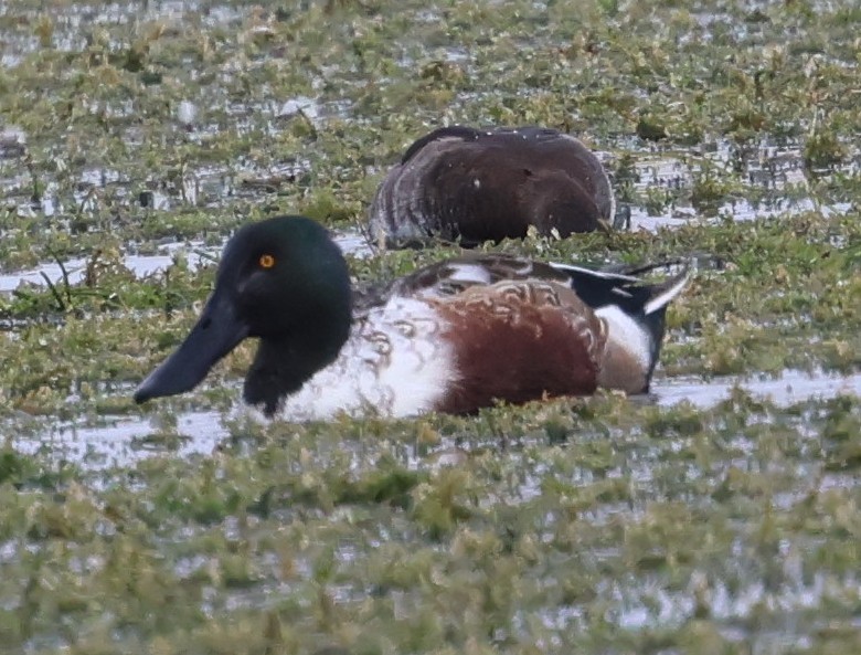 Canard souchet - ML646564652