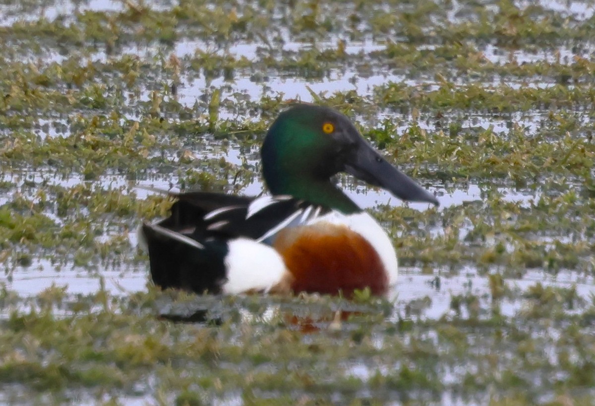 Canard souchet - ML646564653