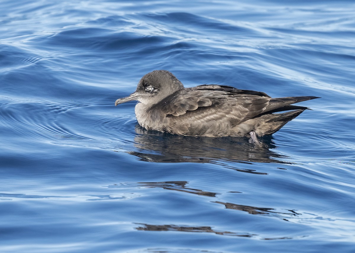 Puffin fuligineux - ML646564654