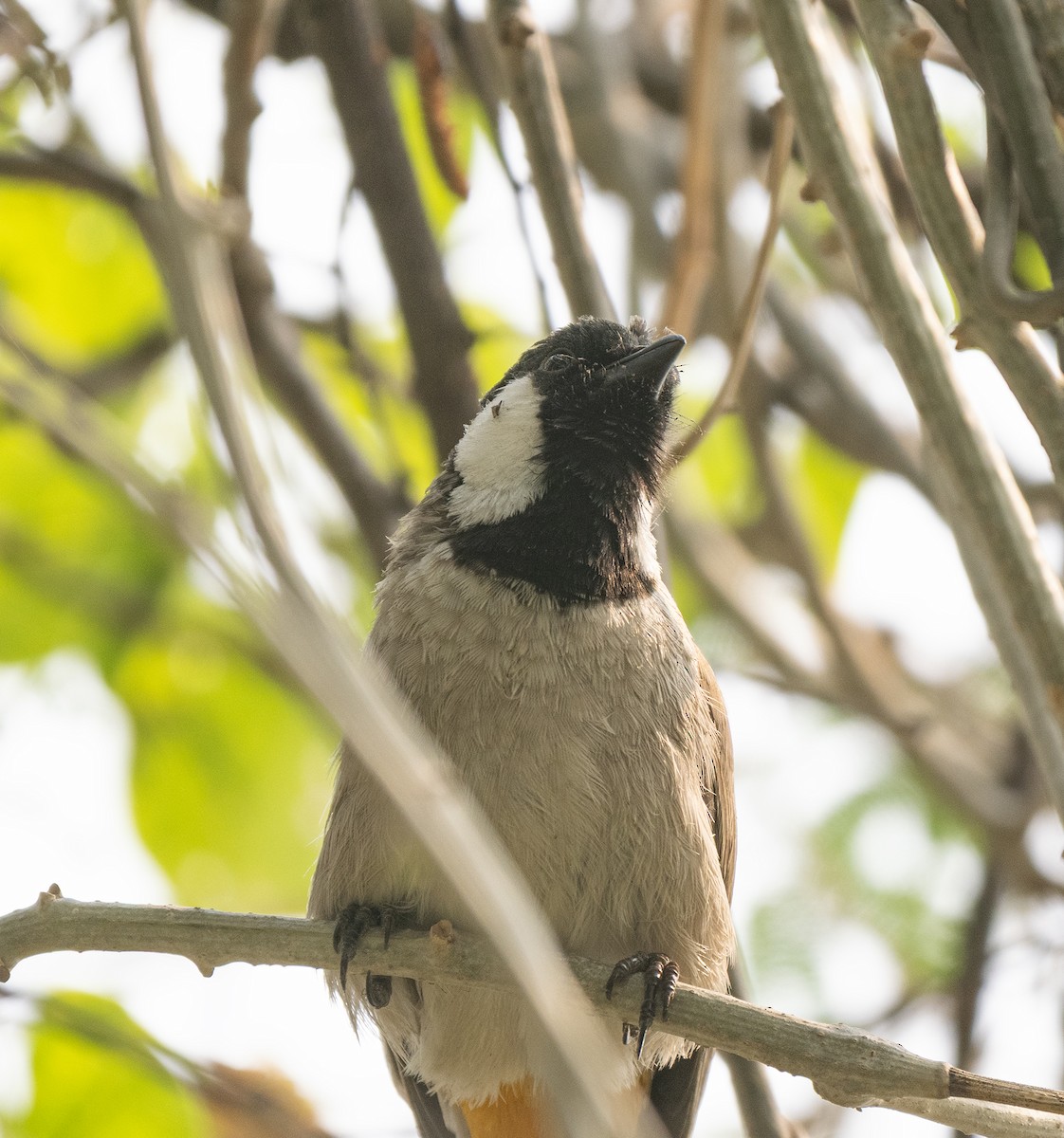 bulbul bělouchý - ML646564655