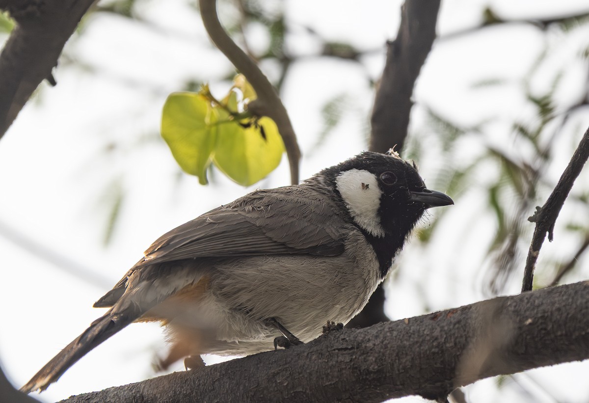 bulbul bělouchý - ML646564656