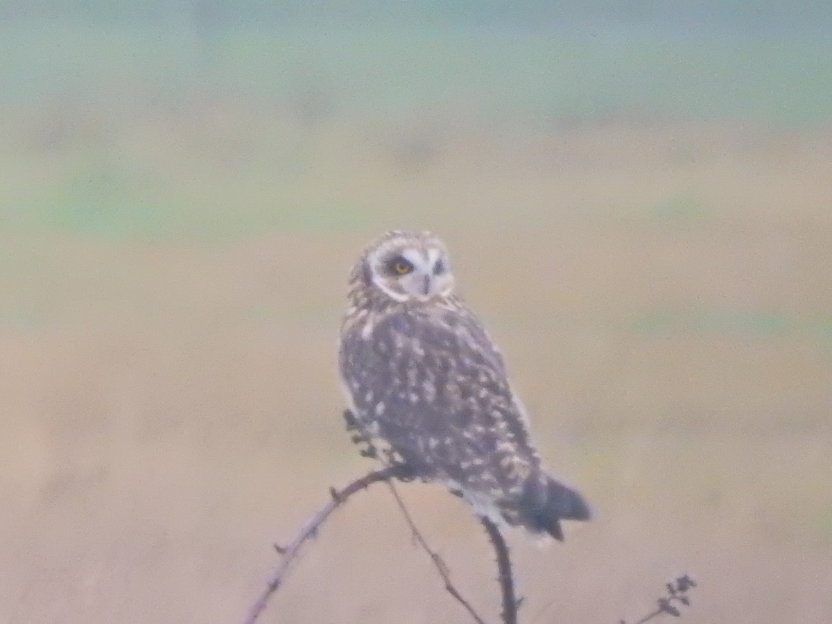 Short-eared Owl - ML646564657