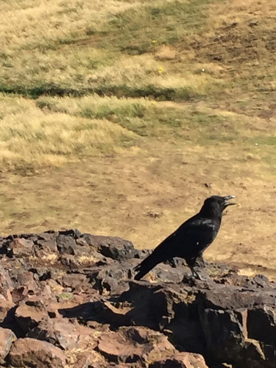 Corneille noire - ML646564659