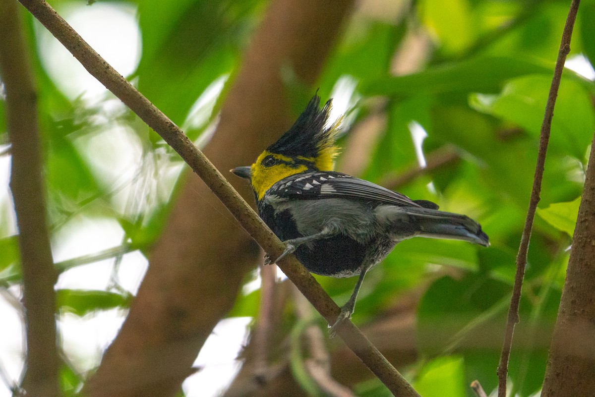 Yellow-cheeked Tit - ML646564660
