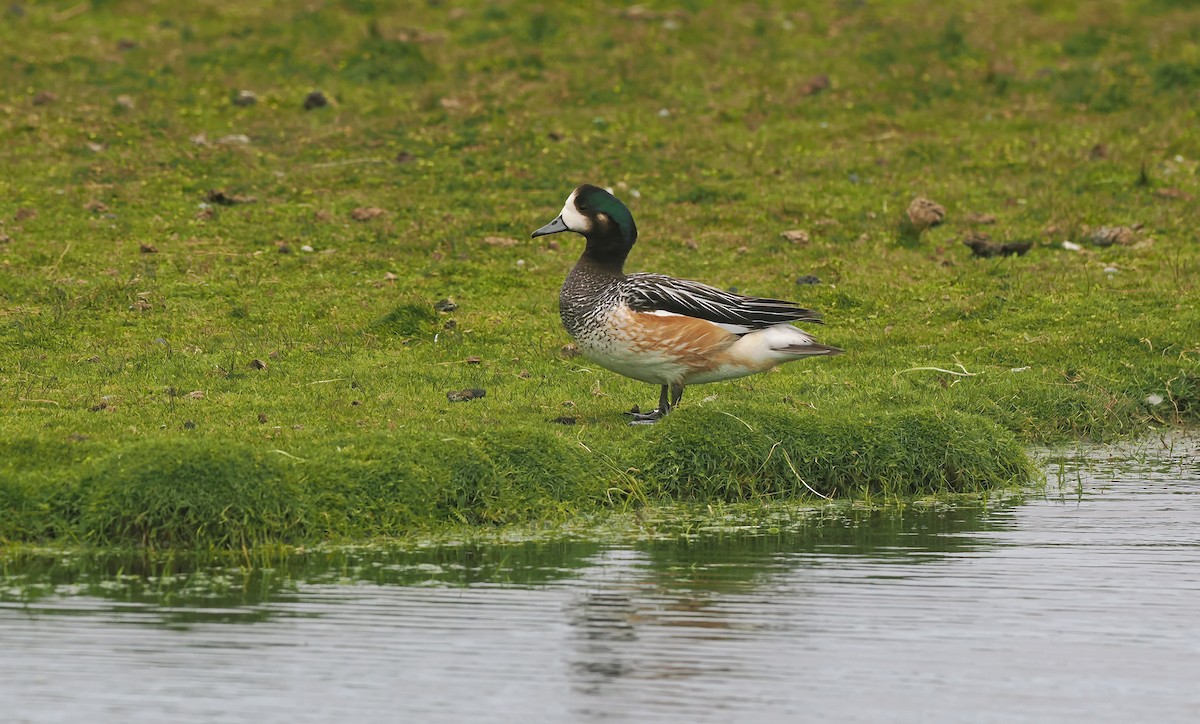 Chilepfeifente - ML646564664