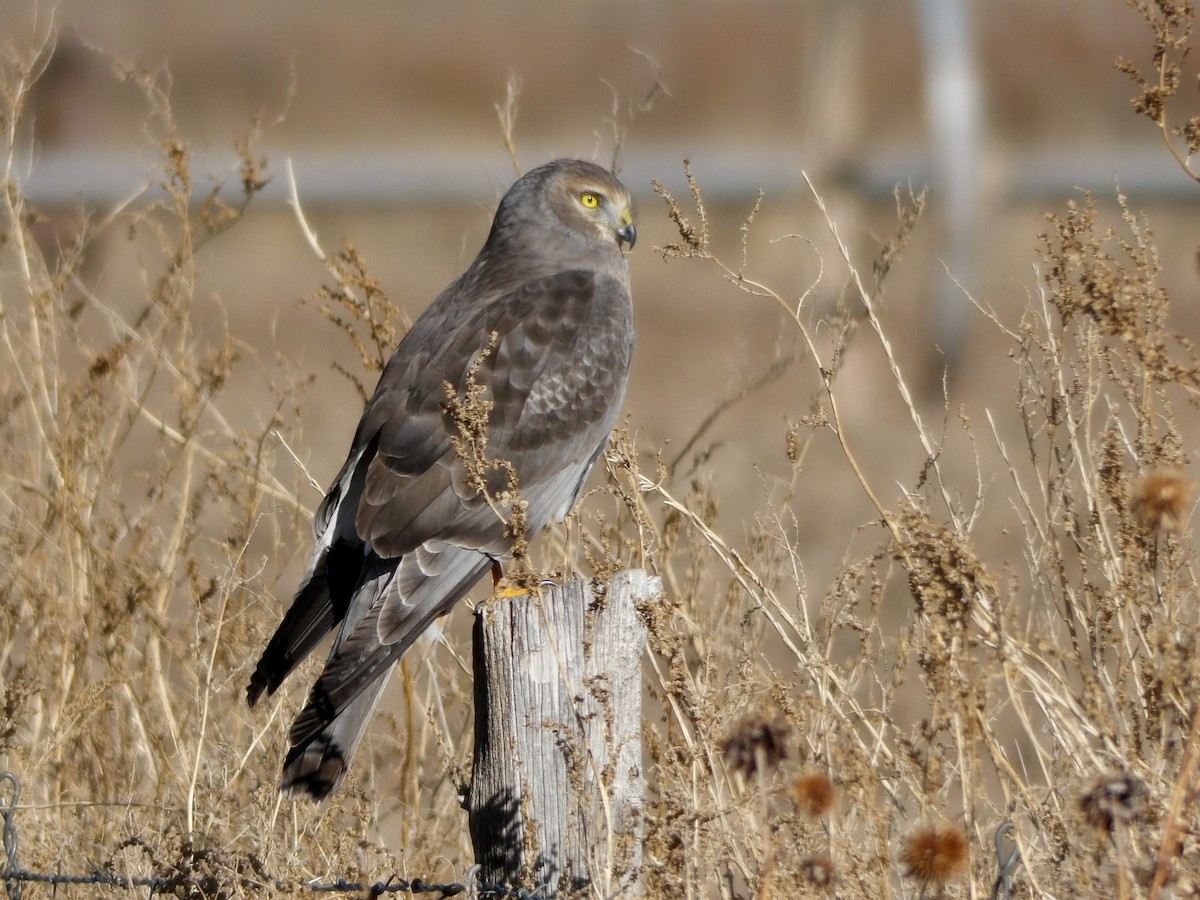 Northern Harrier - ML646564668