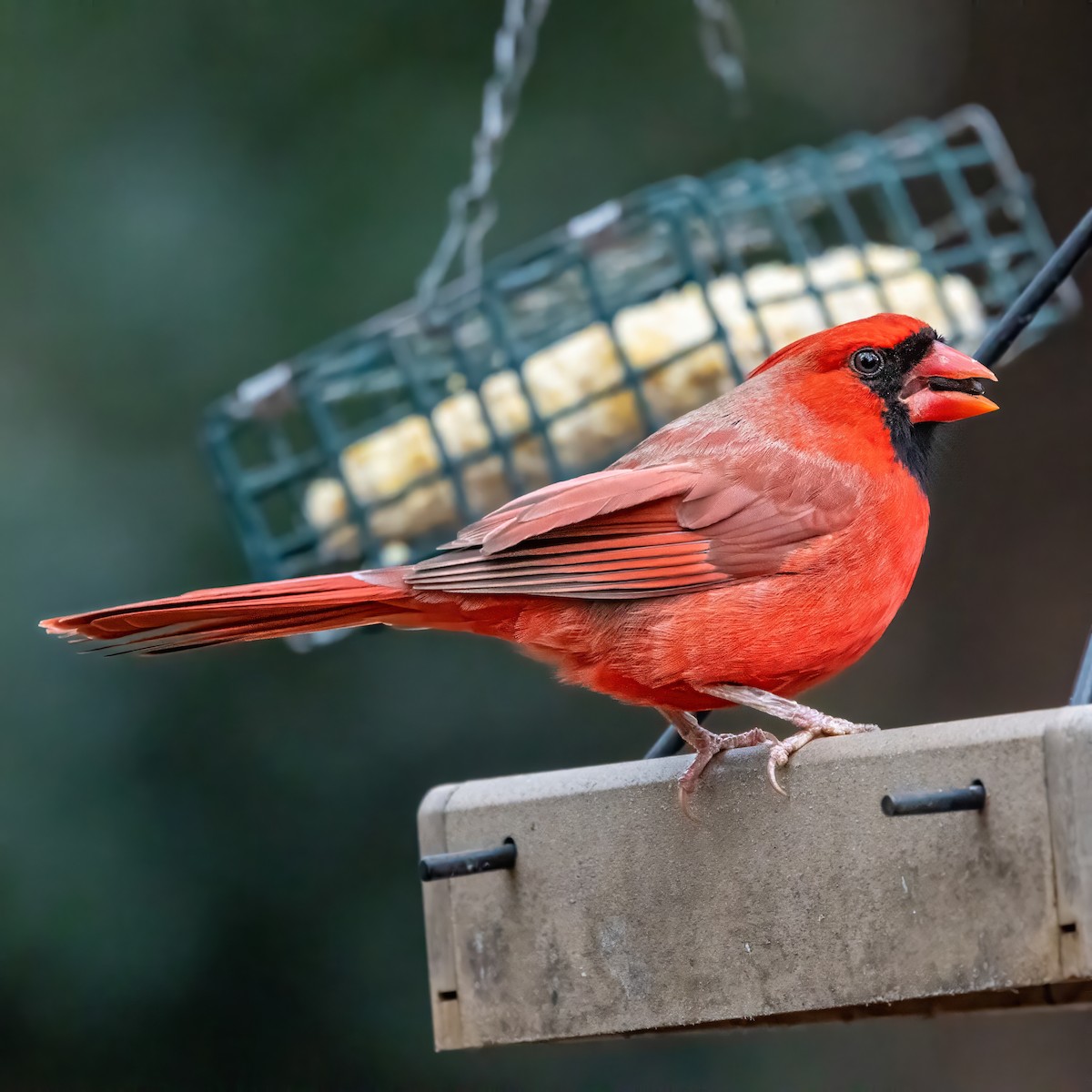 rødkardinal - ML646564671