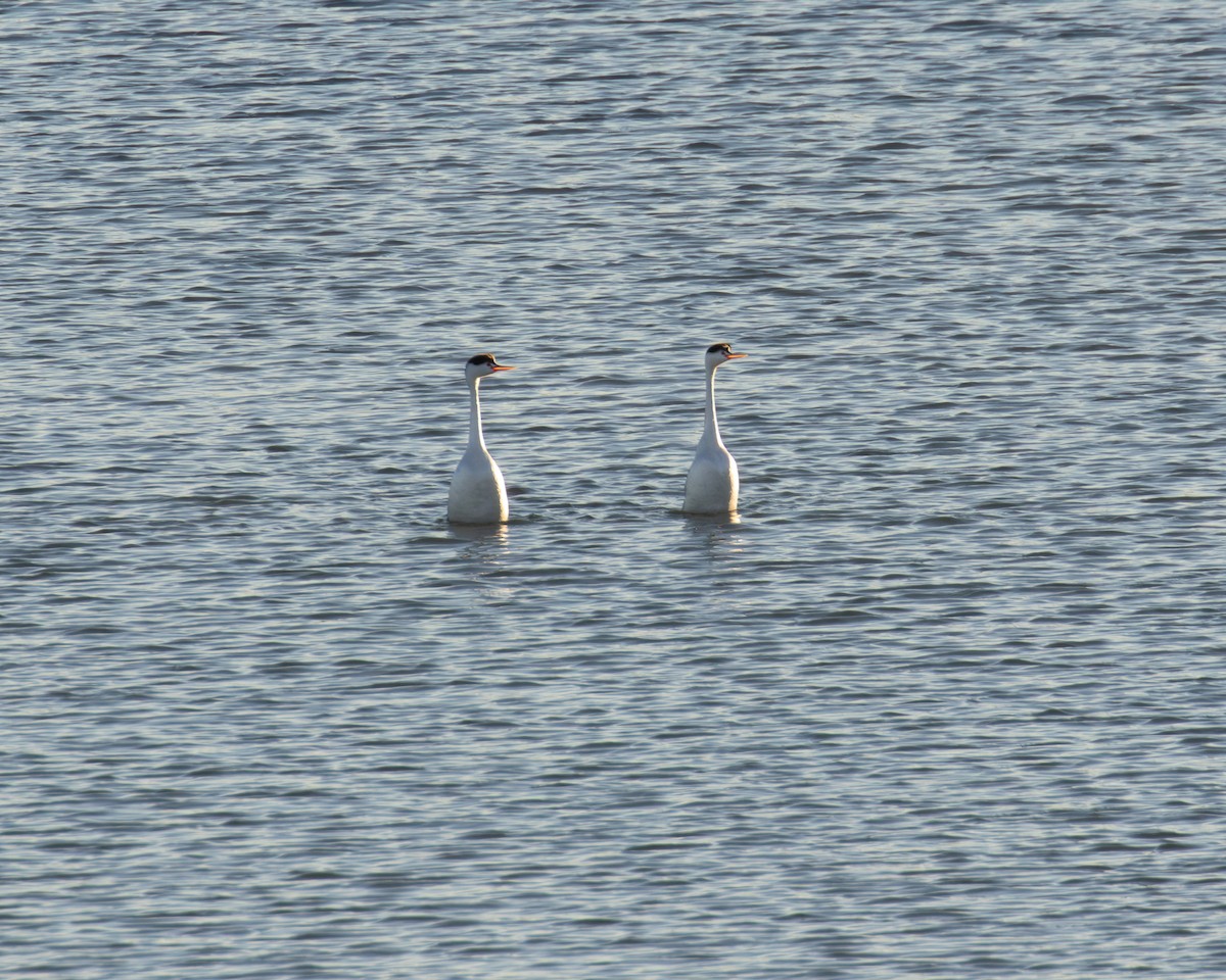 Clark's Grebe - ML646564672