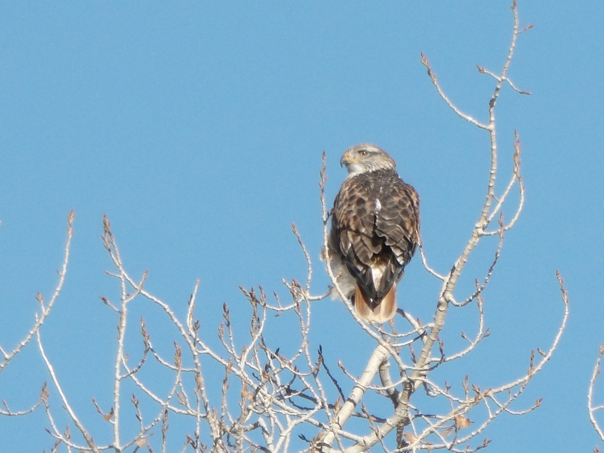 Ferruginous Hawk - ML646564673