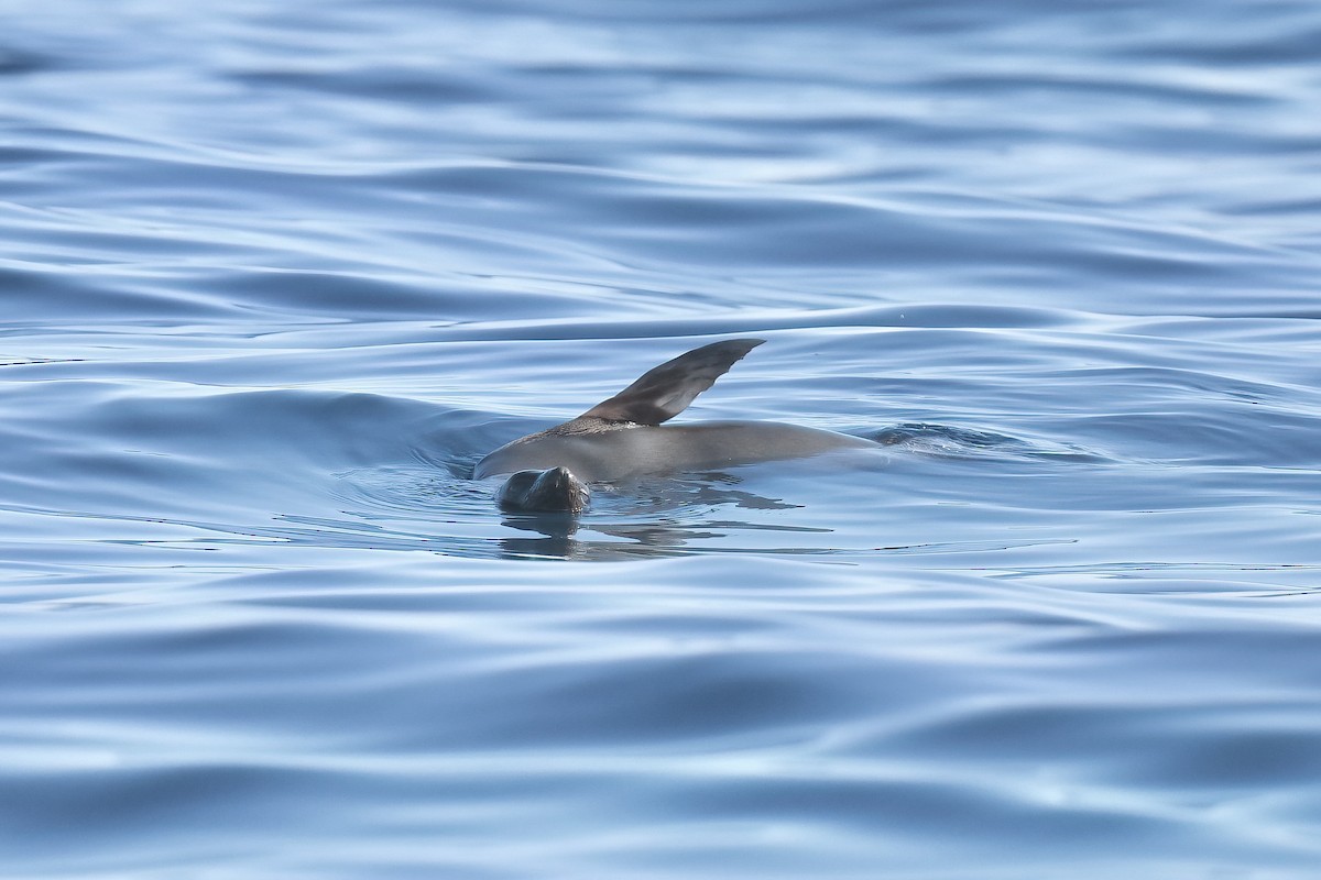 Guadalupe Fur Seal - ML646564675