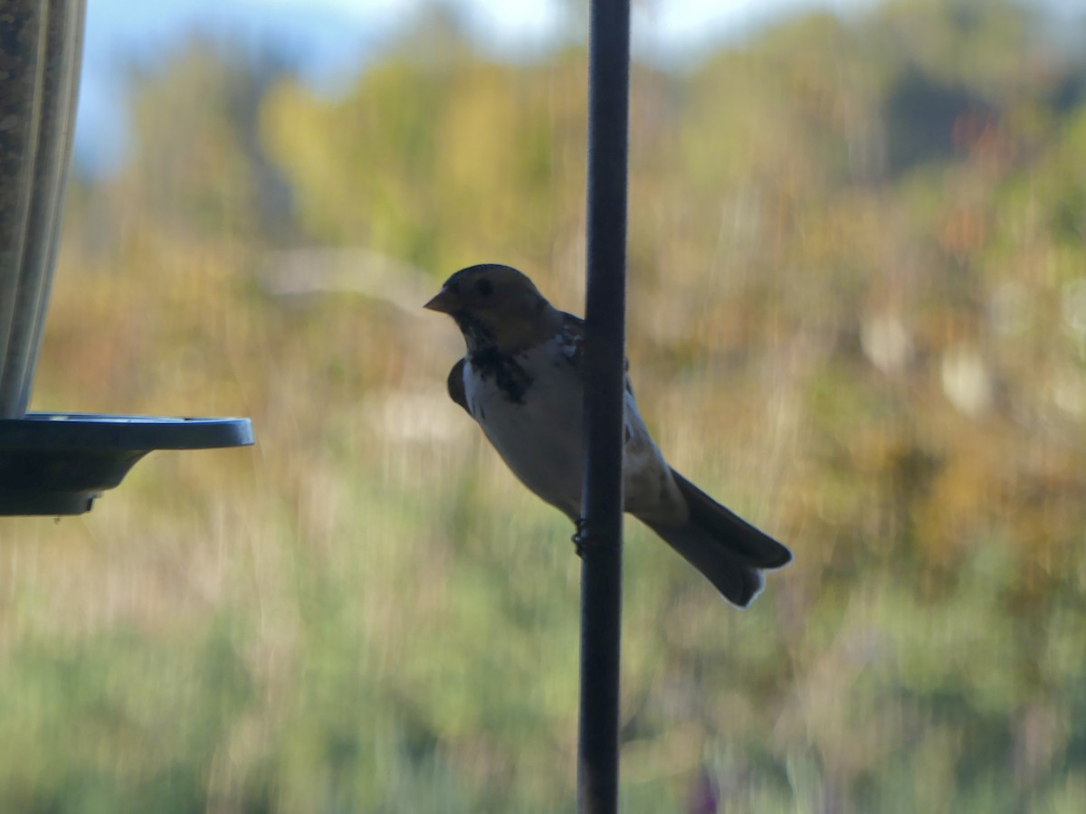 Harris's Sparrow - ML646564676